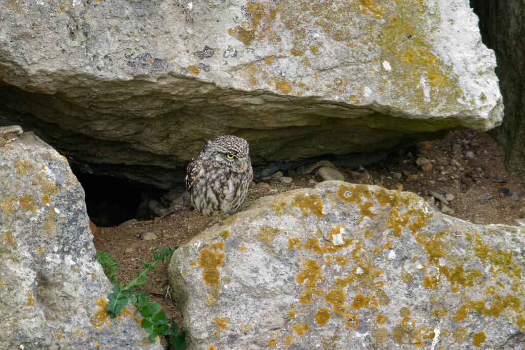 Little Owl